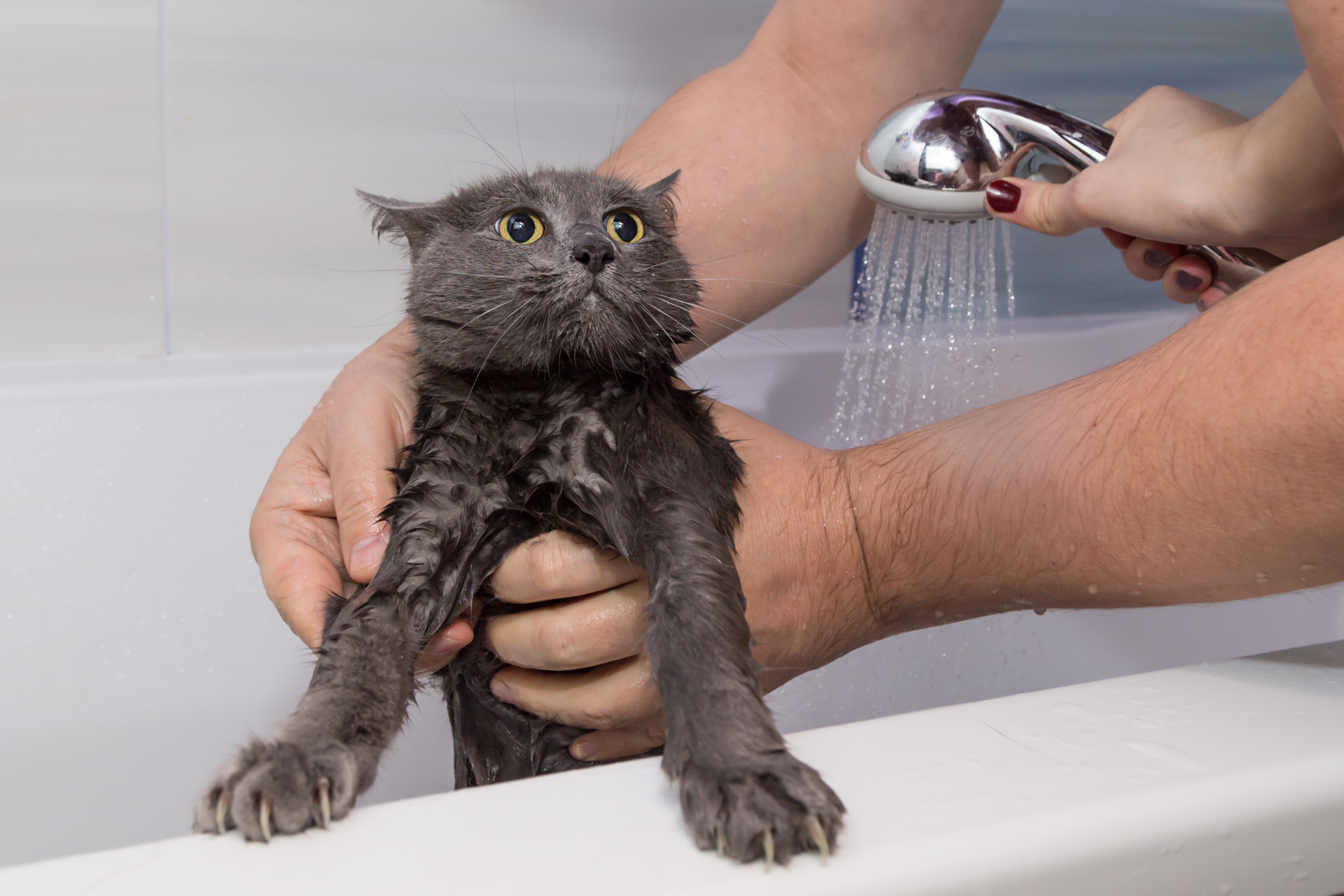 showering-a-frightened-gray-russian-blue-cat-2022-03-08-19-30-51-utc